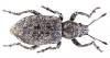 Cycloderes corsicus